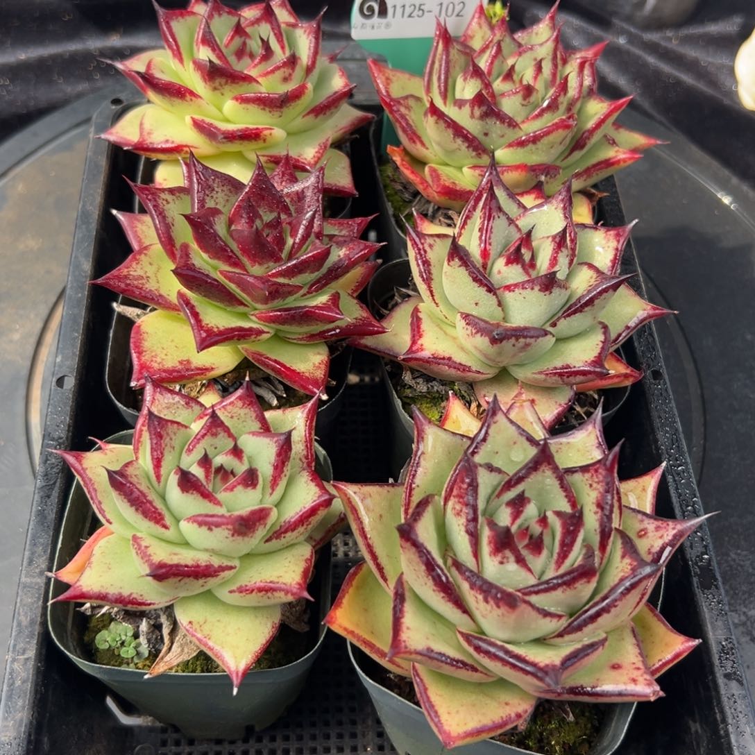 从前慢花园多肉编号1125-102