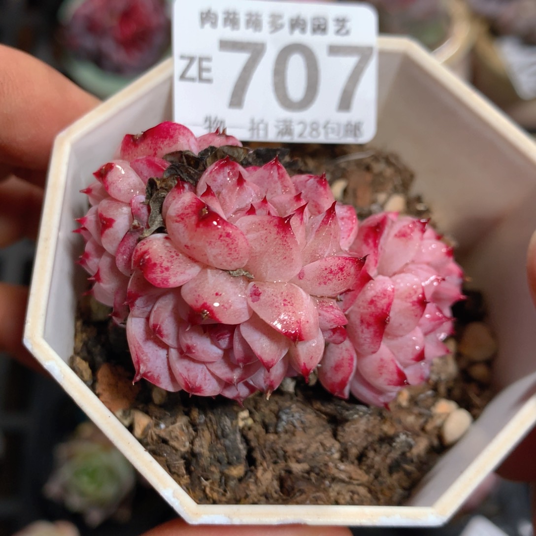 5CM拇指盆精控多肉ZE707