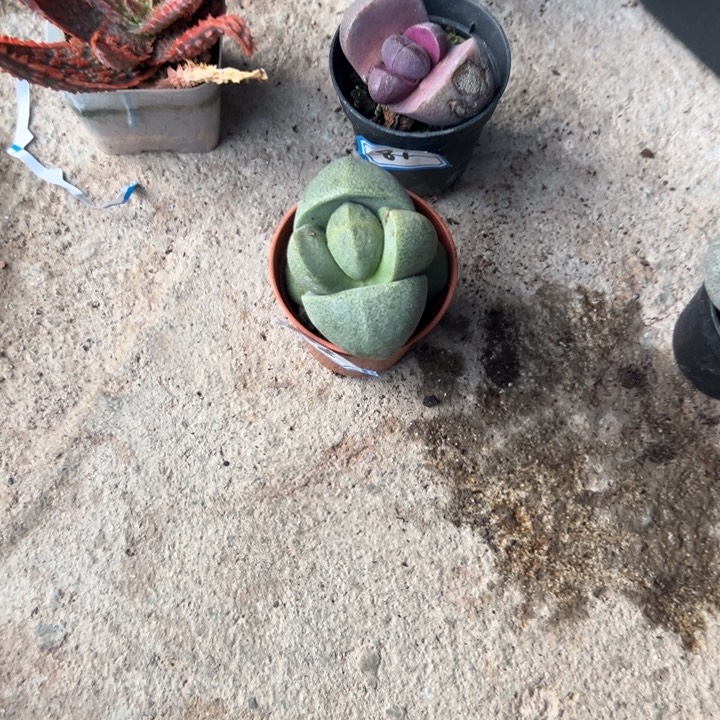 希***嘻一物一拍多肉8182