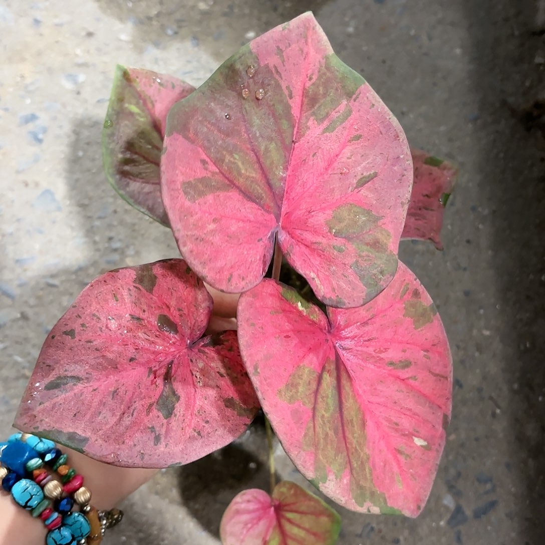 1008-0122彩叶芋泰国发货