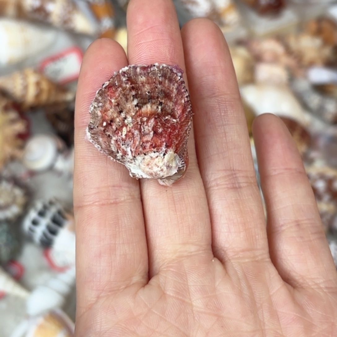 梅***子天然概率标本福利