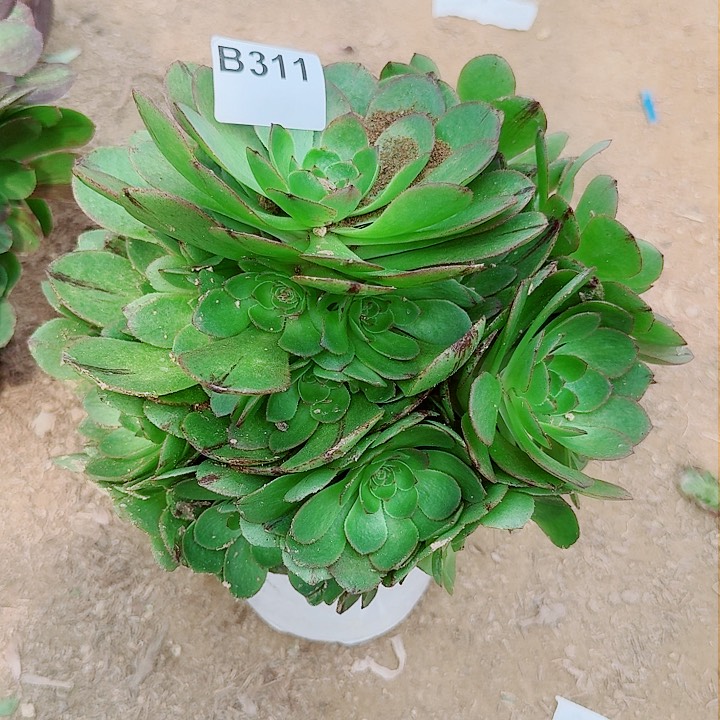 万圣节拉丝9.9包邮