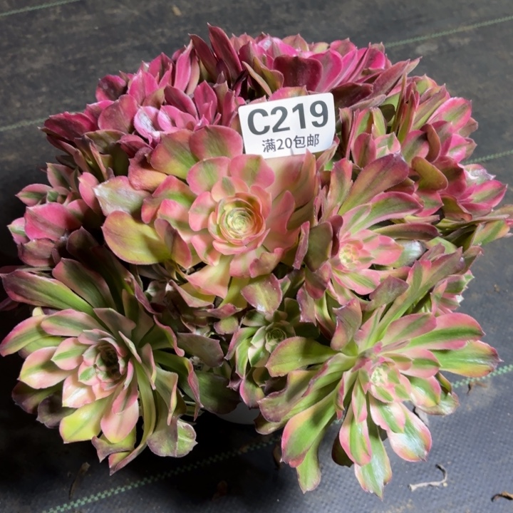 瑞妈一物一拍219