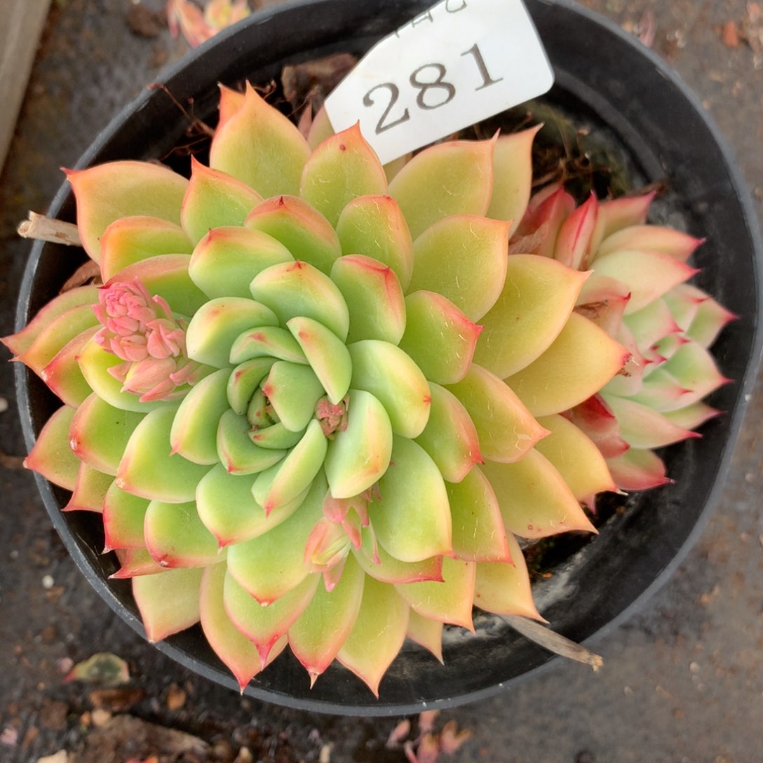 281杂交多肉老桩10冠