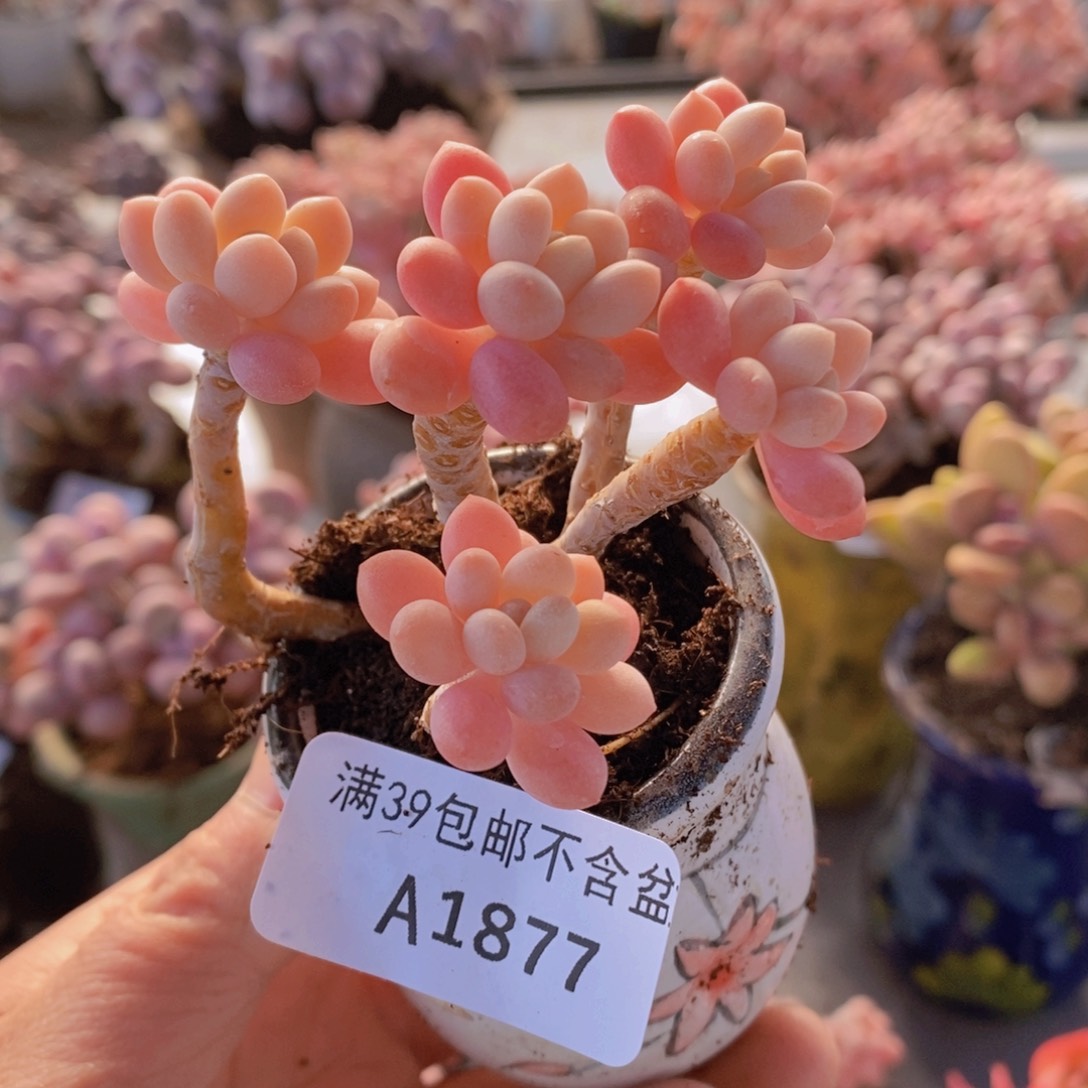 冰淇淋鱼子酱老桩7cm1877多肉植物
