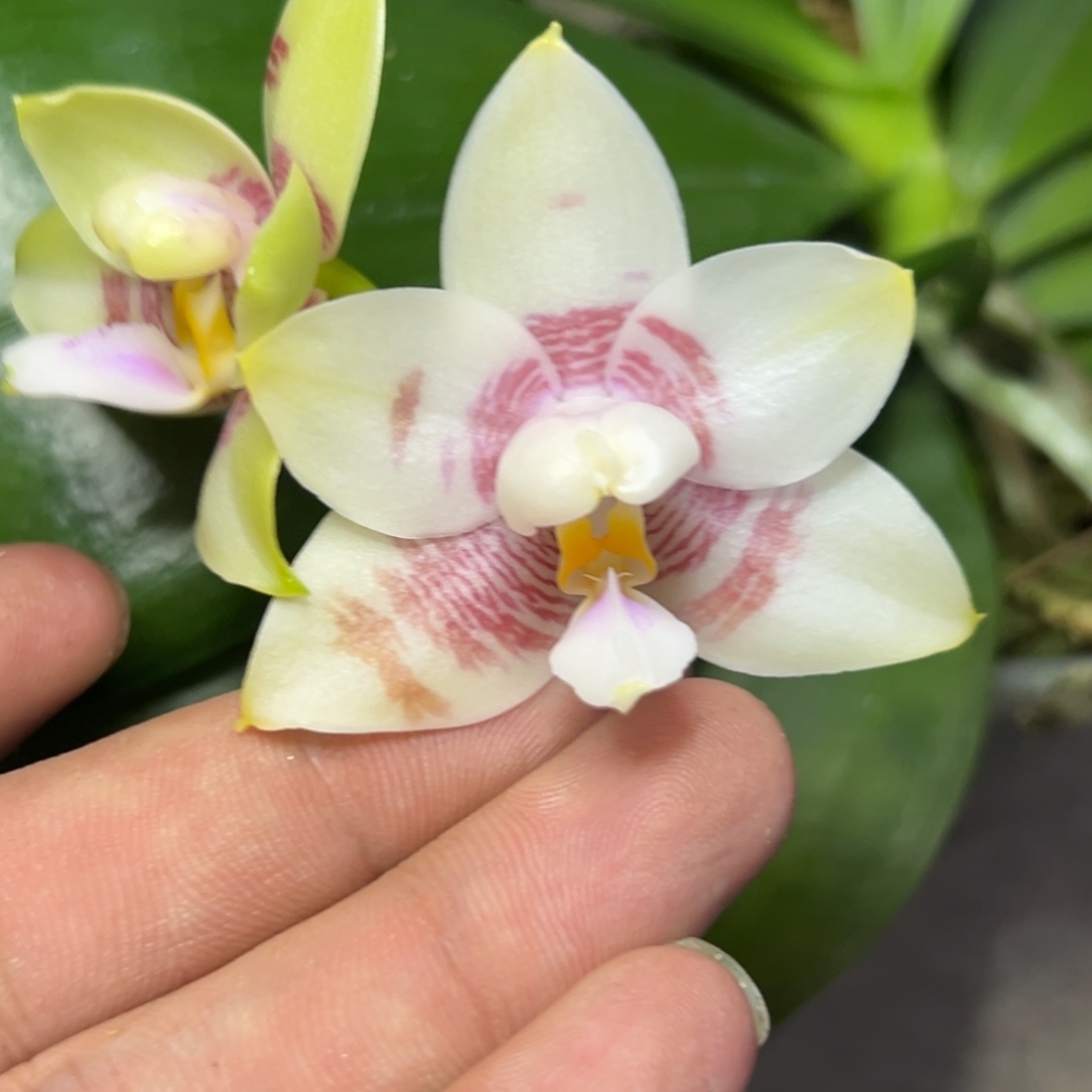 完全开放l579三寸ys1163