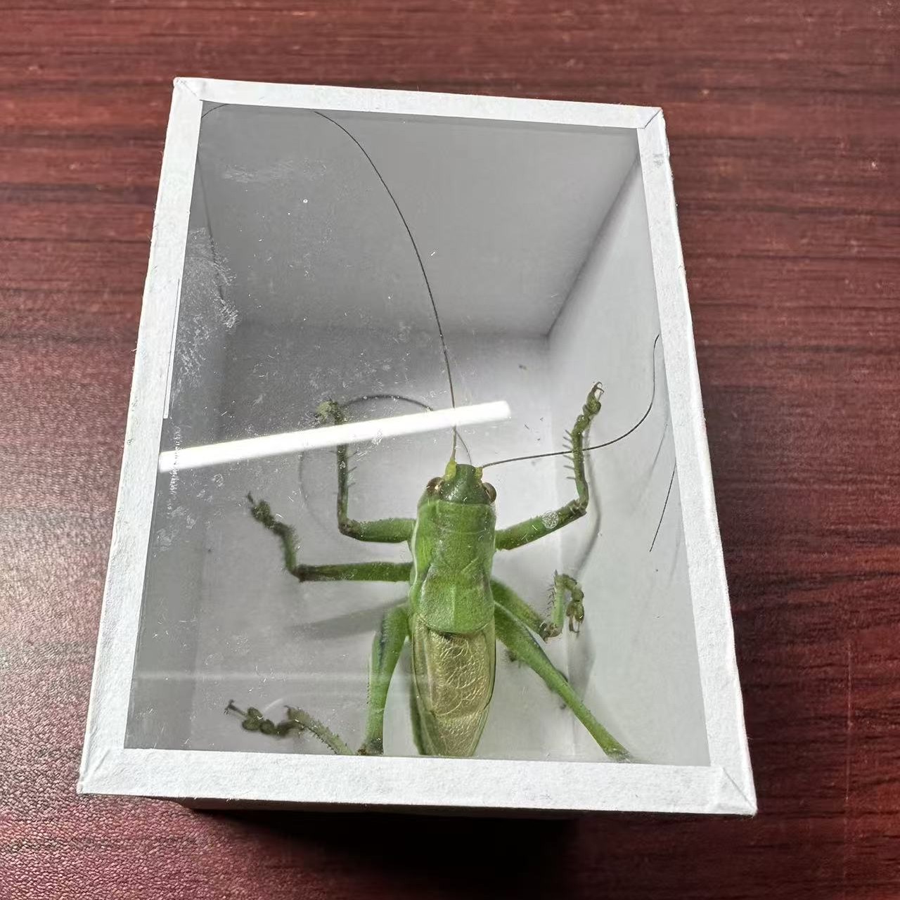 精品绿蝈蝈，翠绿蝈蝈