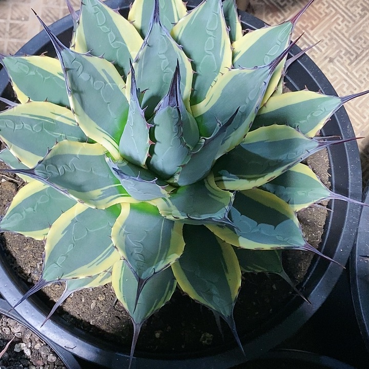 多肉植物龙蛇兰植物