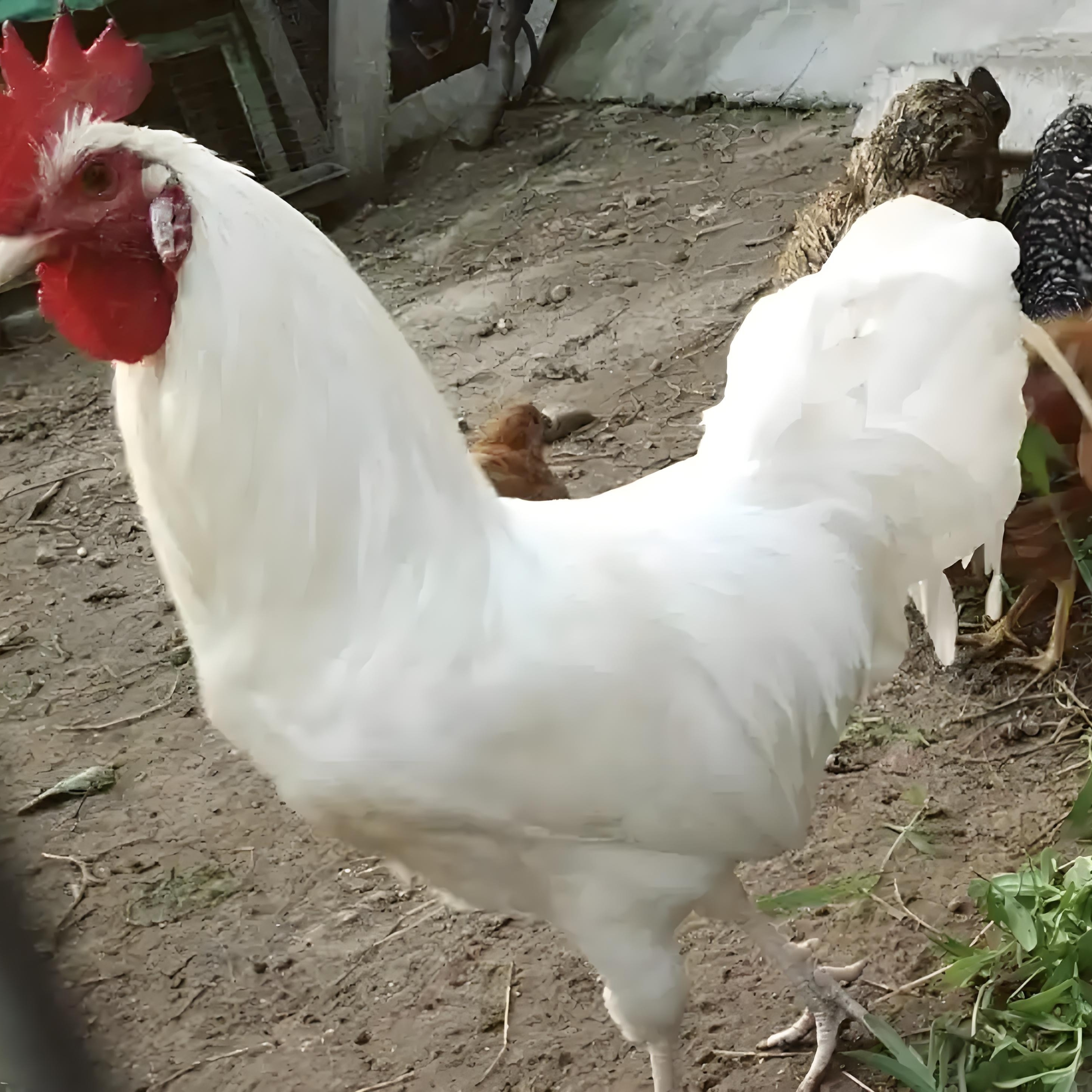 宠物鸡三白鸡纯白大公鸡