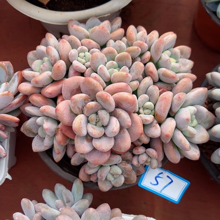 洛神平平安安健健康康