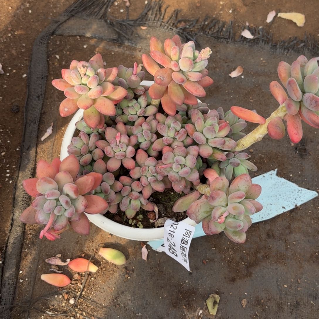 同温层多肉228苹果奶