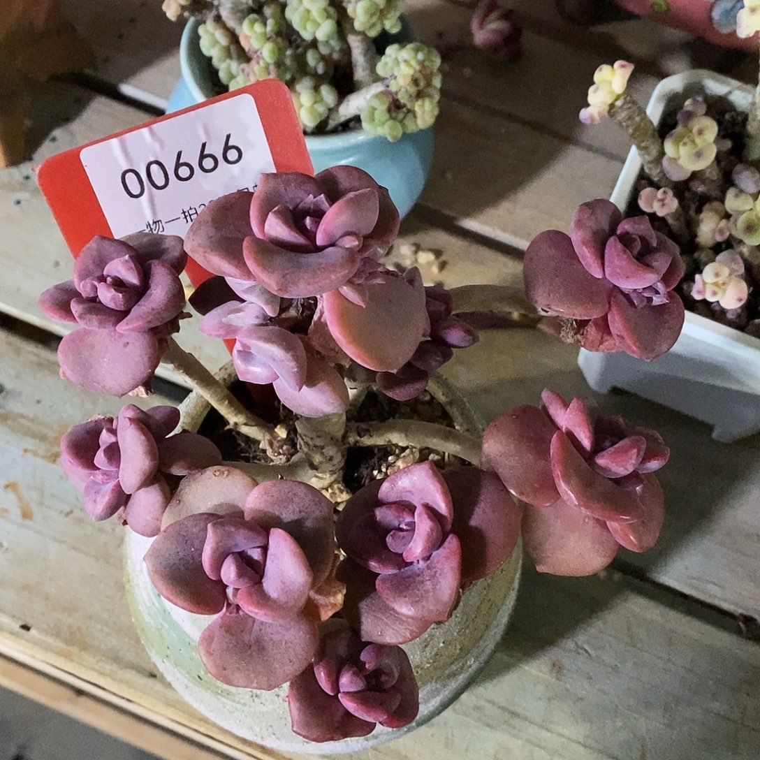 .***人00666凑咯偶婆婆记录two