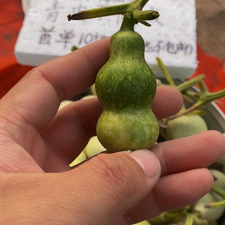 叶*之哈哈哈哈哈哈哈哈恍恍惚惚