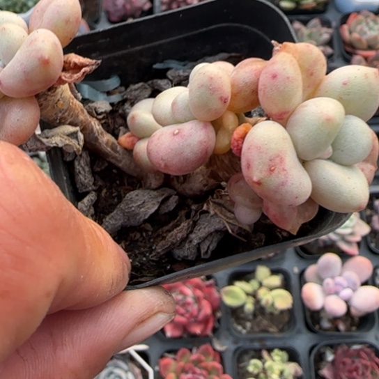 37比尔盖茨多肉植物多