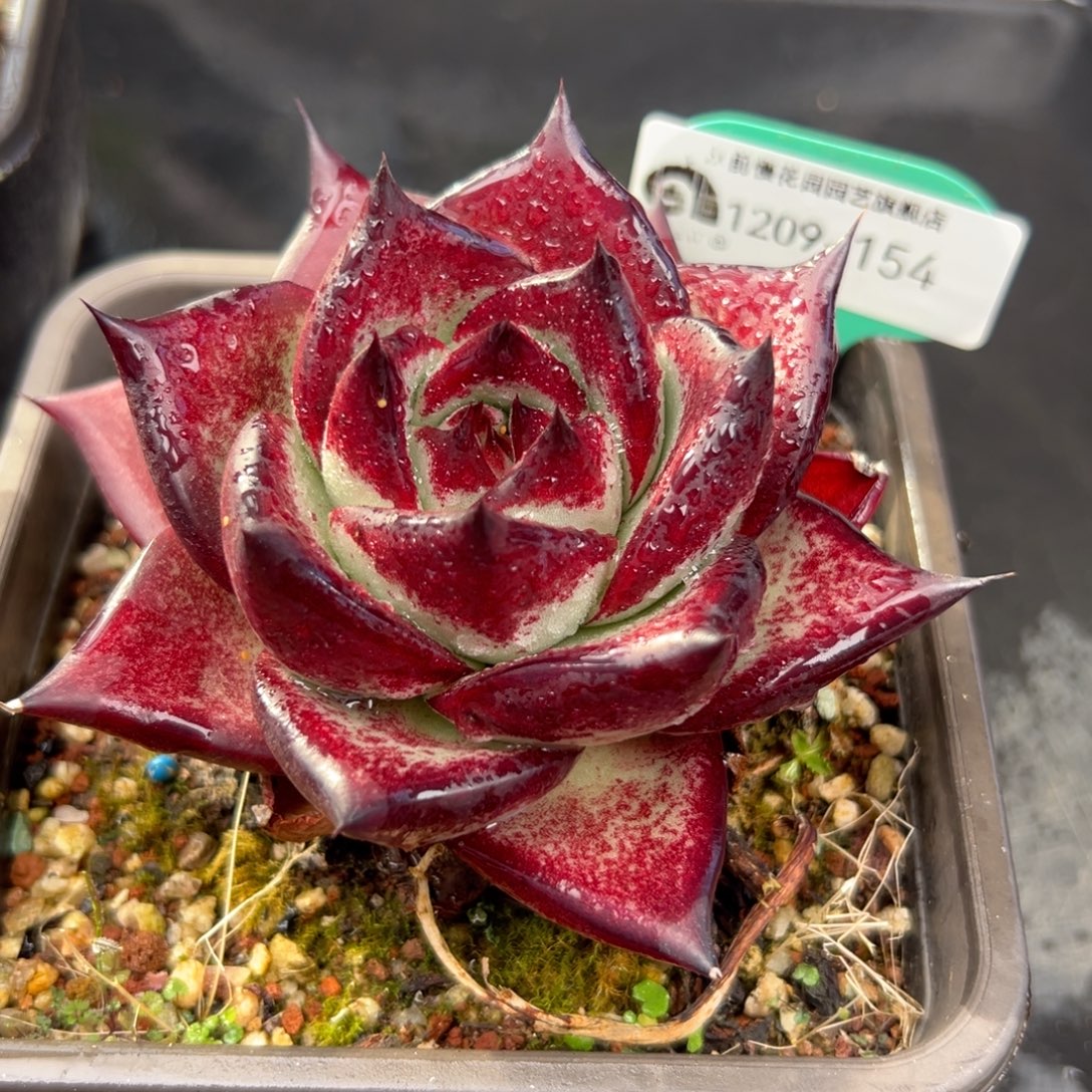 从前慢花园多肉编号1209-154