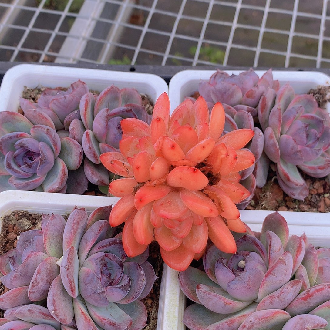 天使橙群24578999900