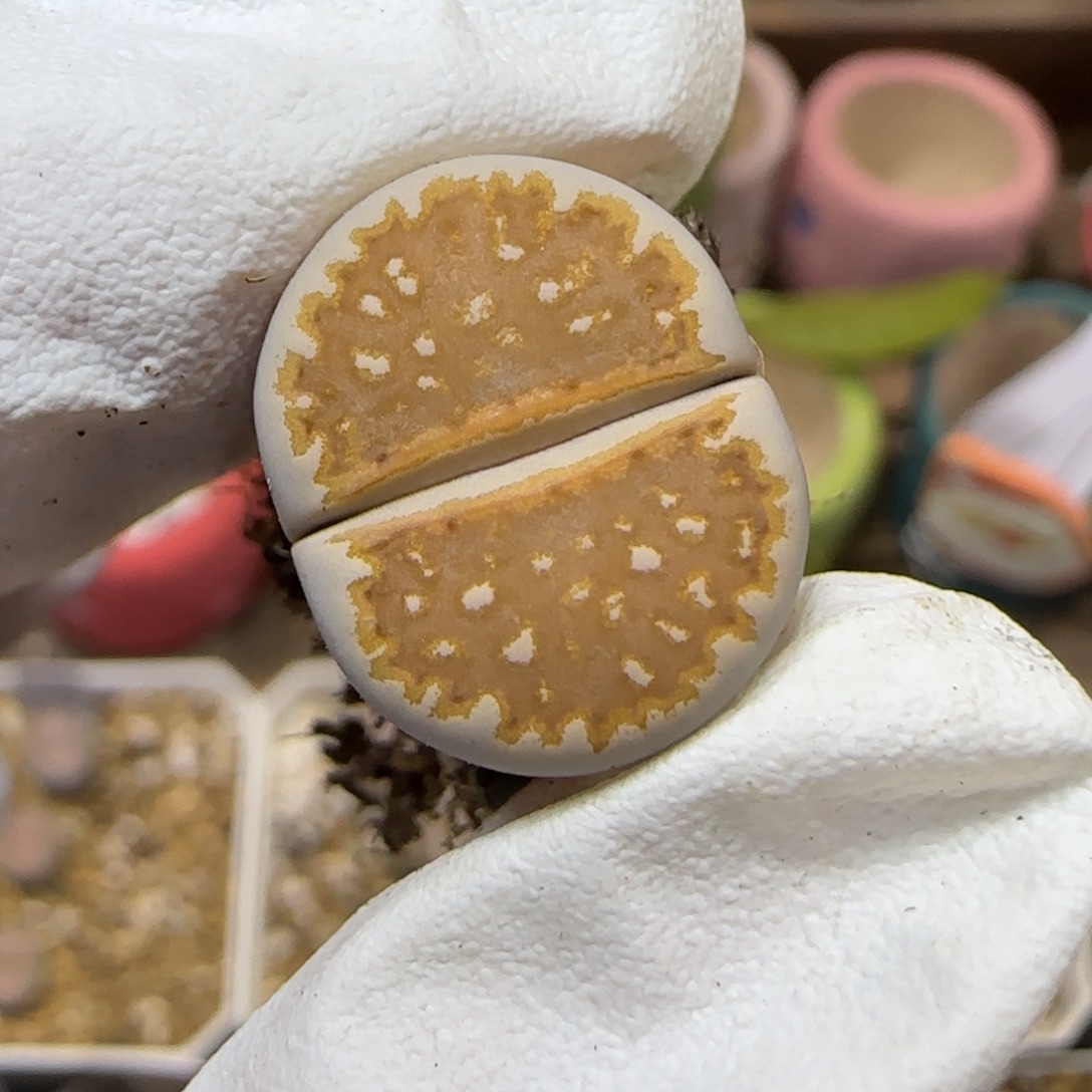 11.9 .1620.5橙窗.9032