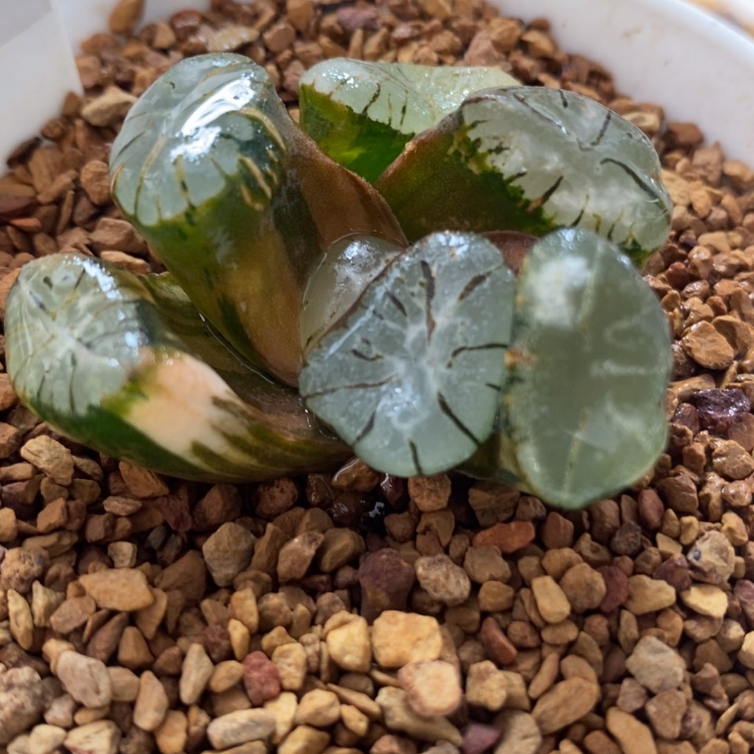 502大紫万象锦一物一拍