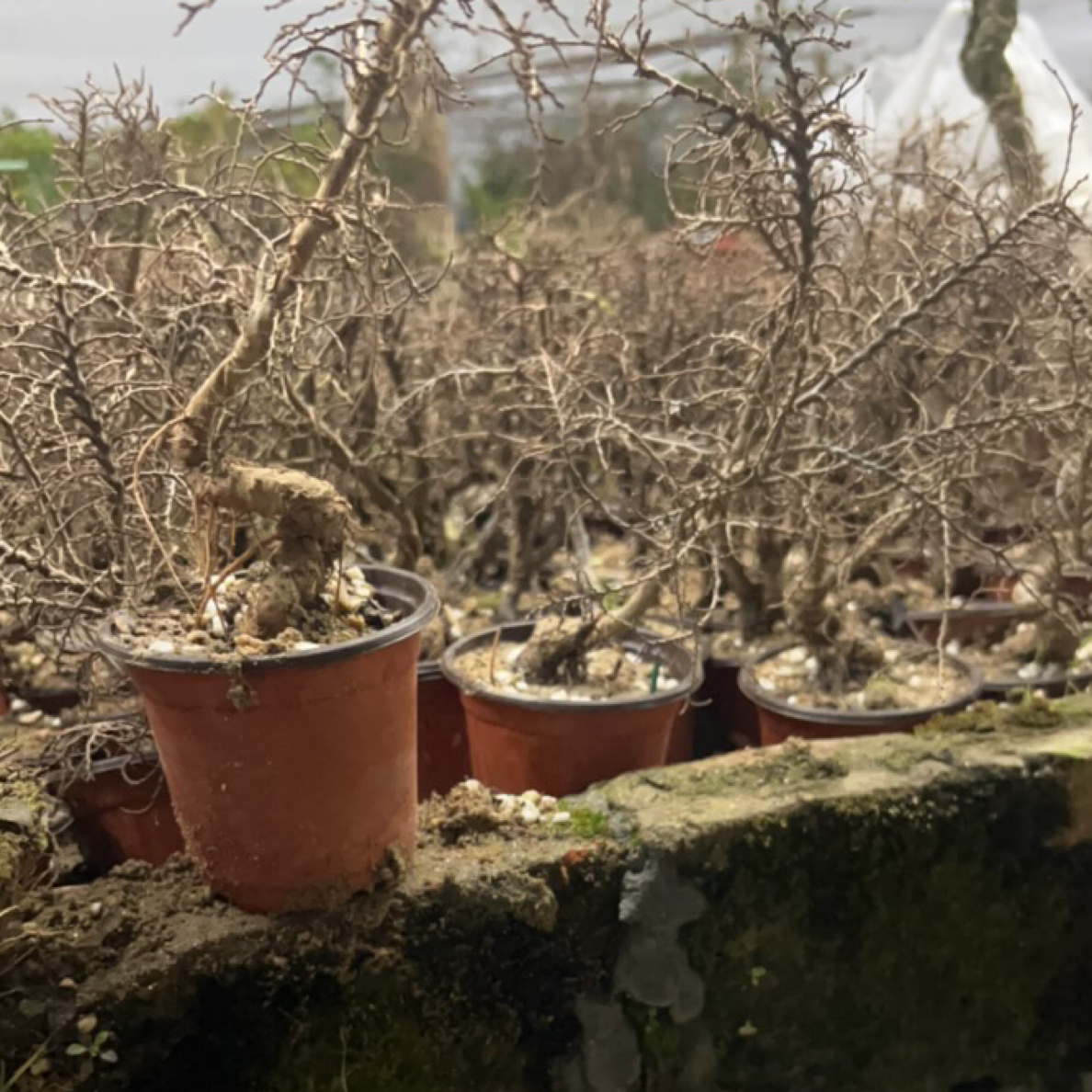 神龙榆树一组一颗