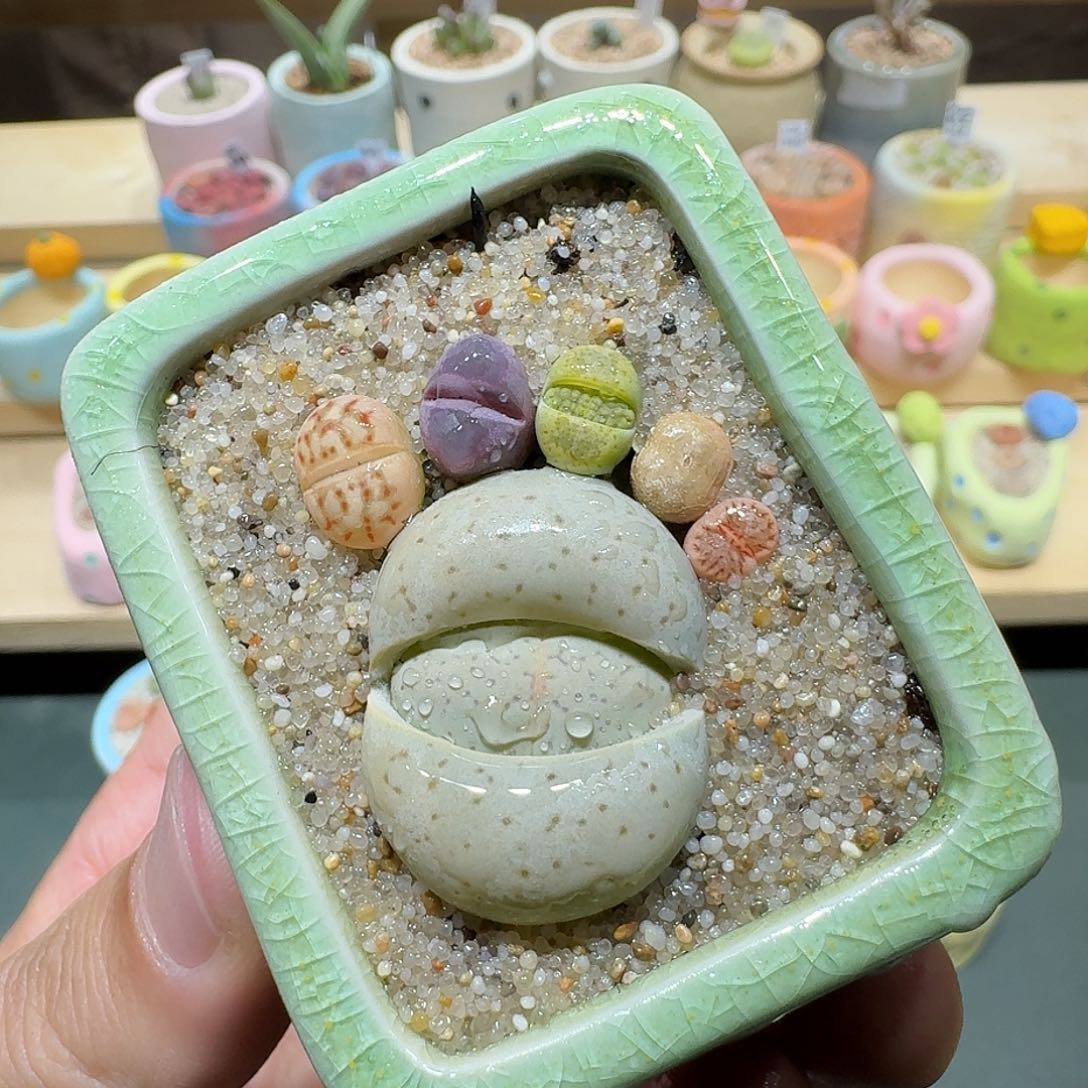 红陶蘑菇327彩拼