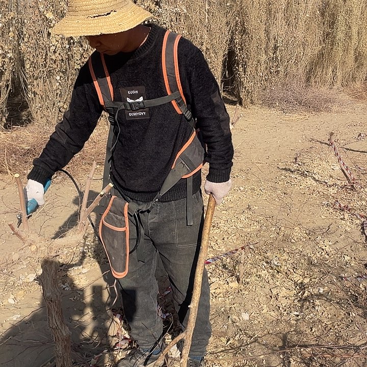 和田大枣七月鲜树苗