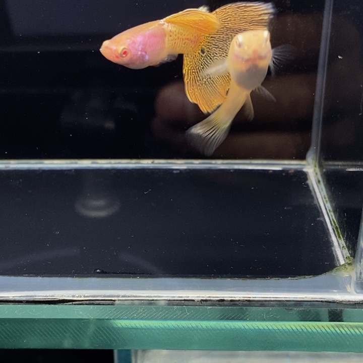 孔雀鱼金属黄蕾丝白子