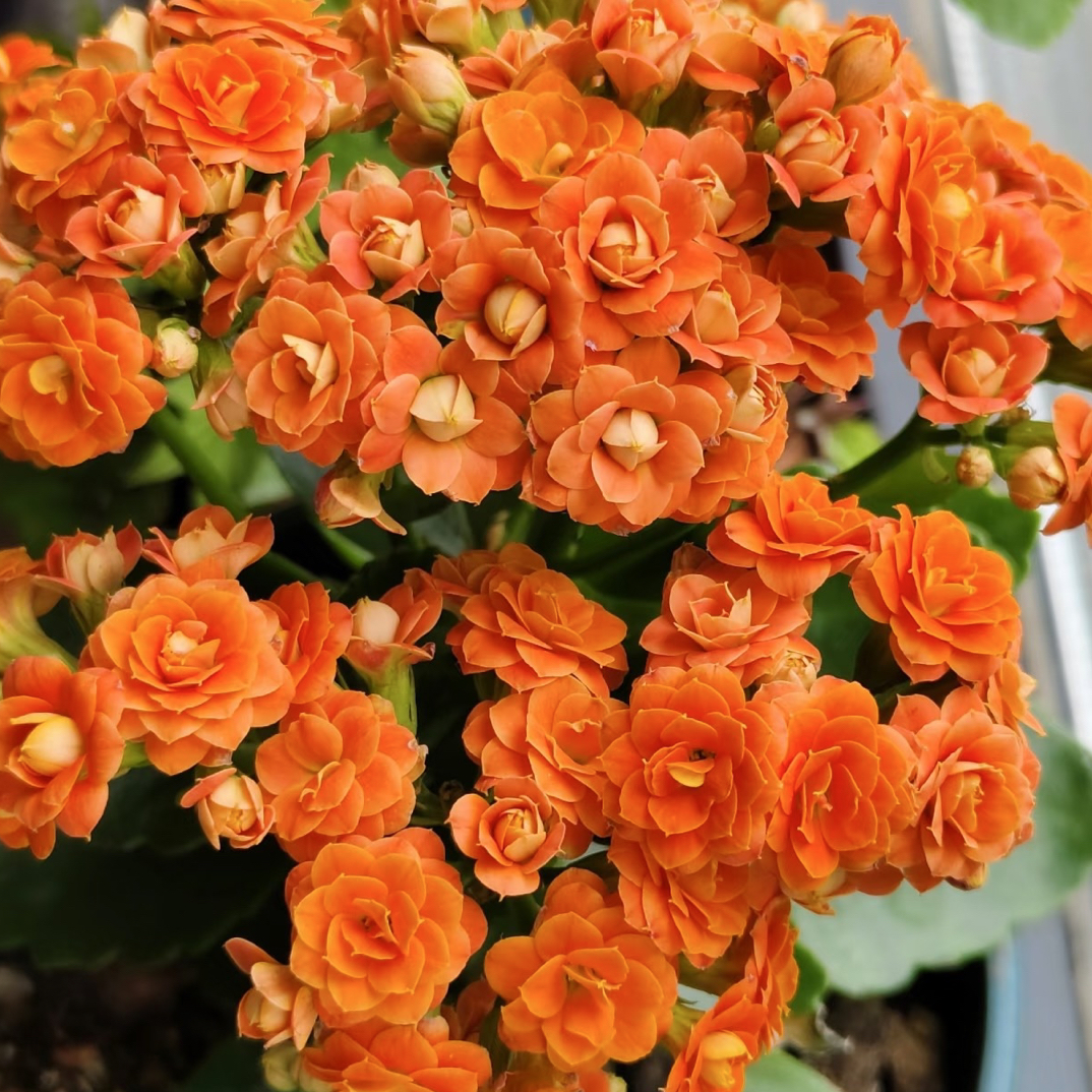 【安尼斯】重瓣橙色长寿花110盆