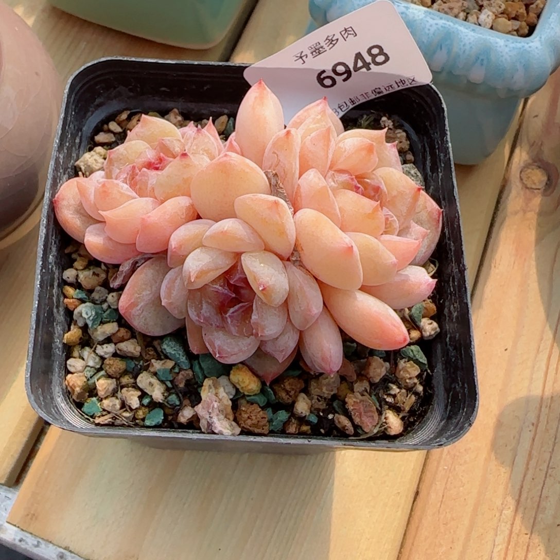 话梅糖，6948多肉植物