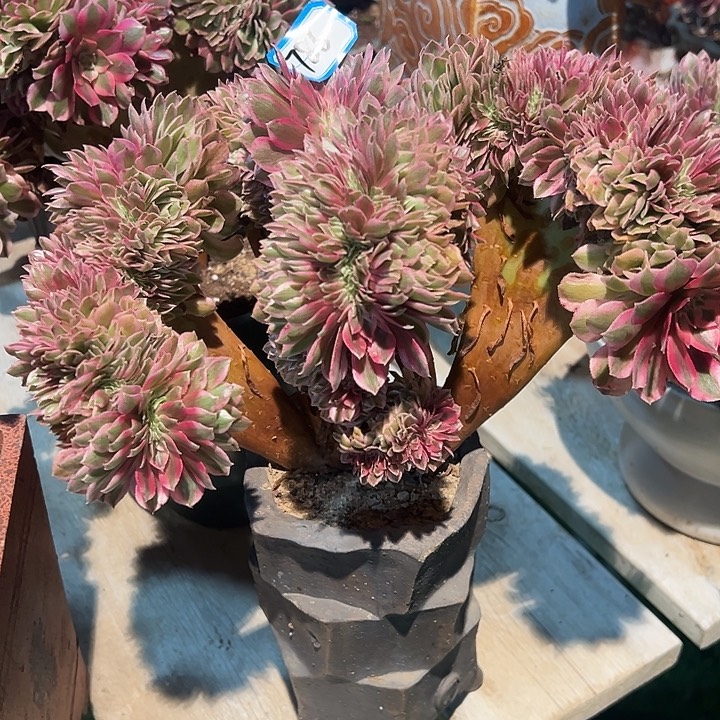 静***梵倾城缀化法师一颗786