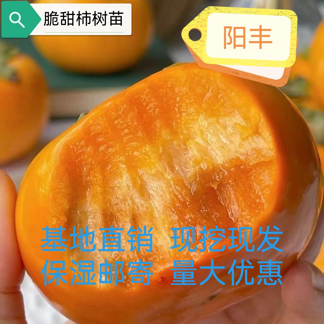 阳丰脆甜柿子树苗  裸根苗（不包成活）