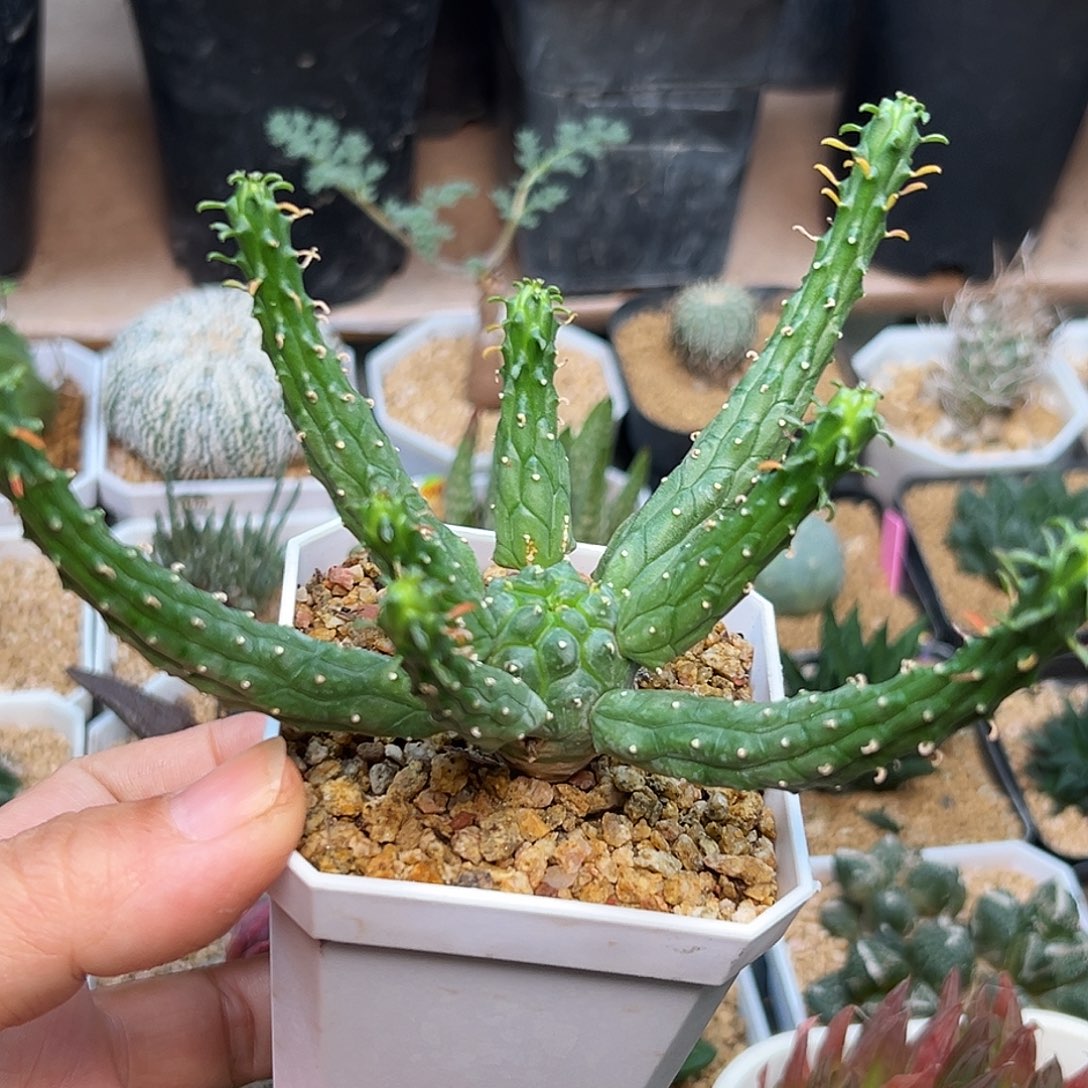 九头龙大戟实生球