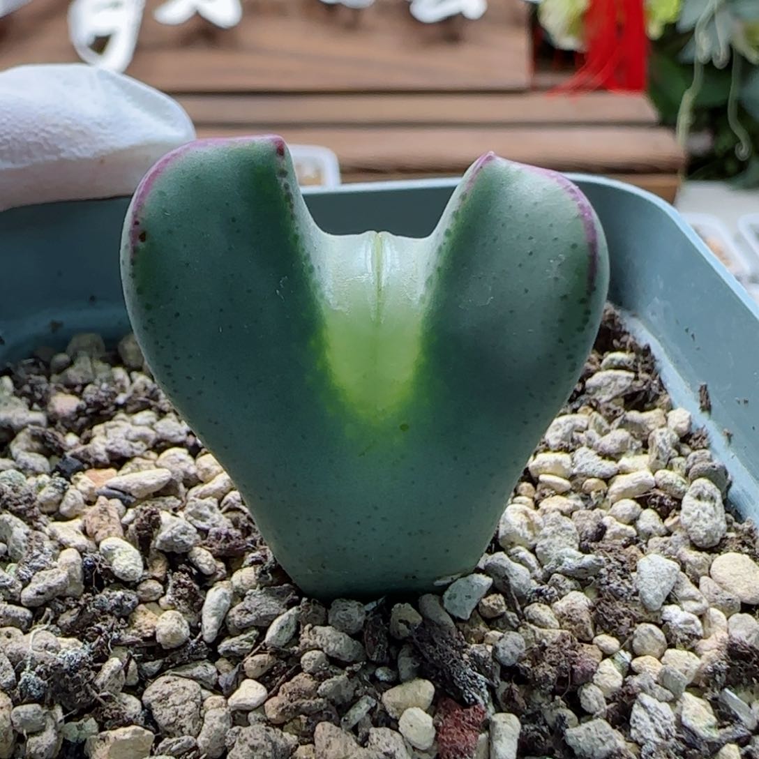 2-11-1-2当天满58包邮嘟嘟嘴少将脱土