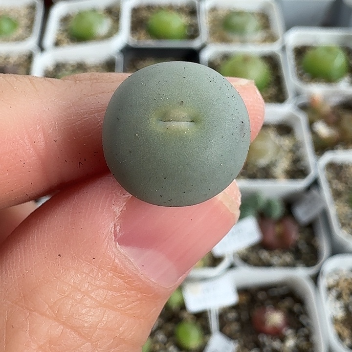 老马生石花1.4v嘴433，261