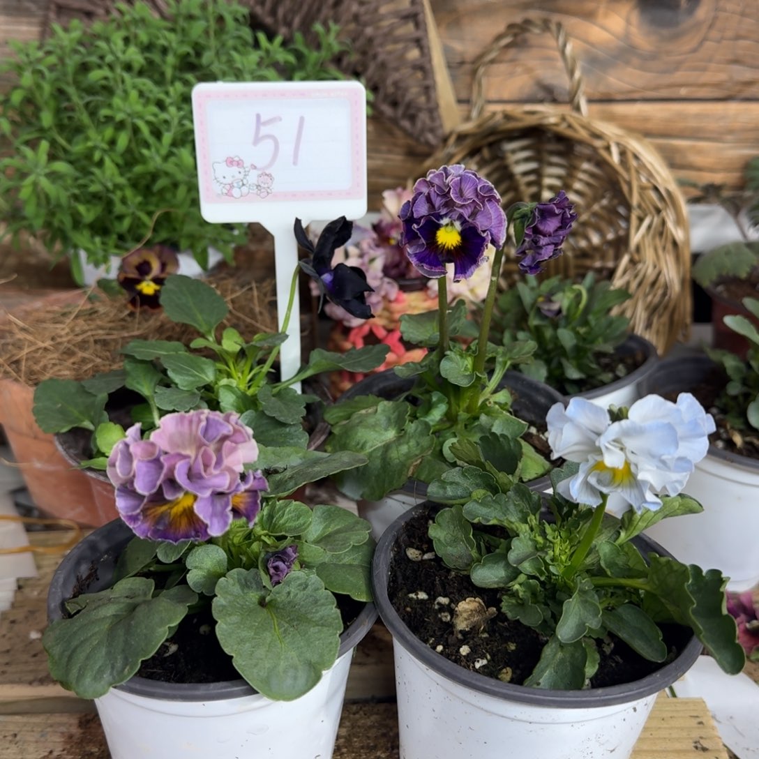 无花朵1205  51组4棵