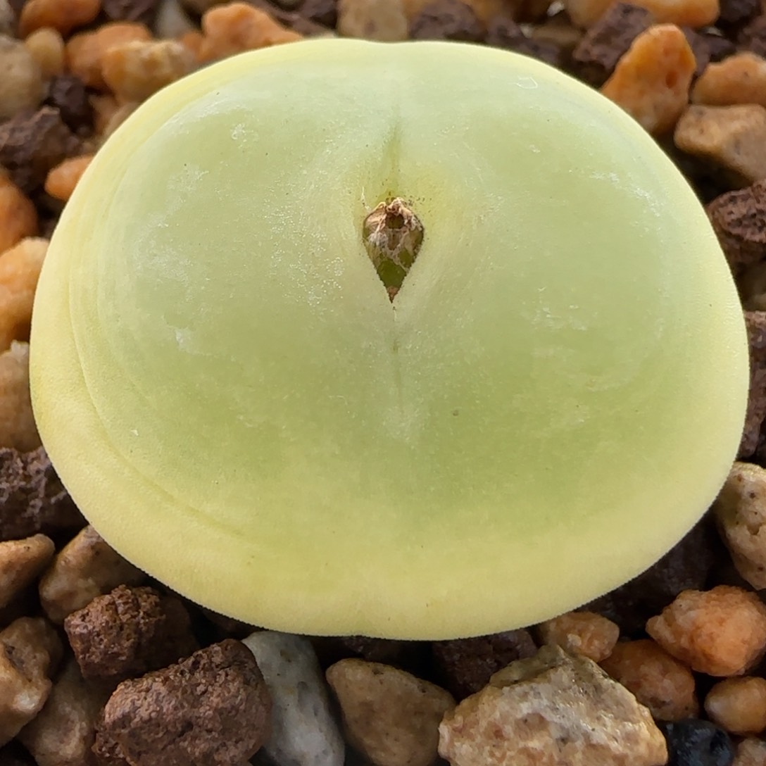 多肉植物3公分大拉登98号