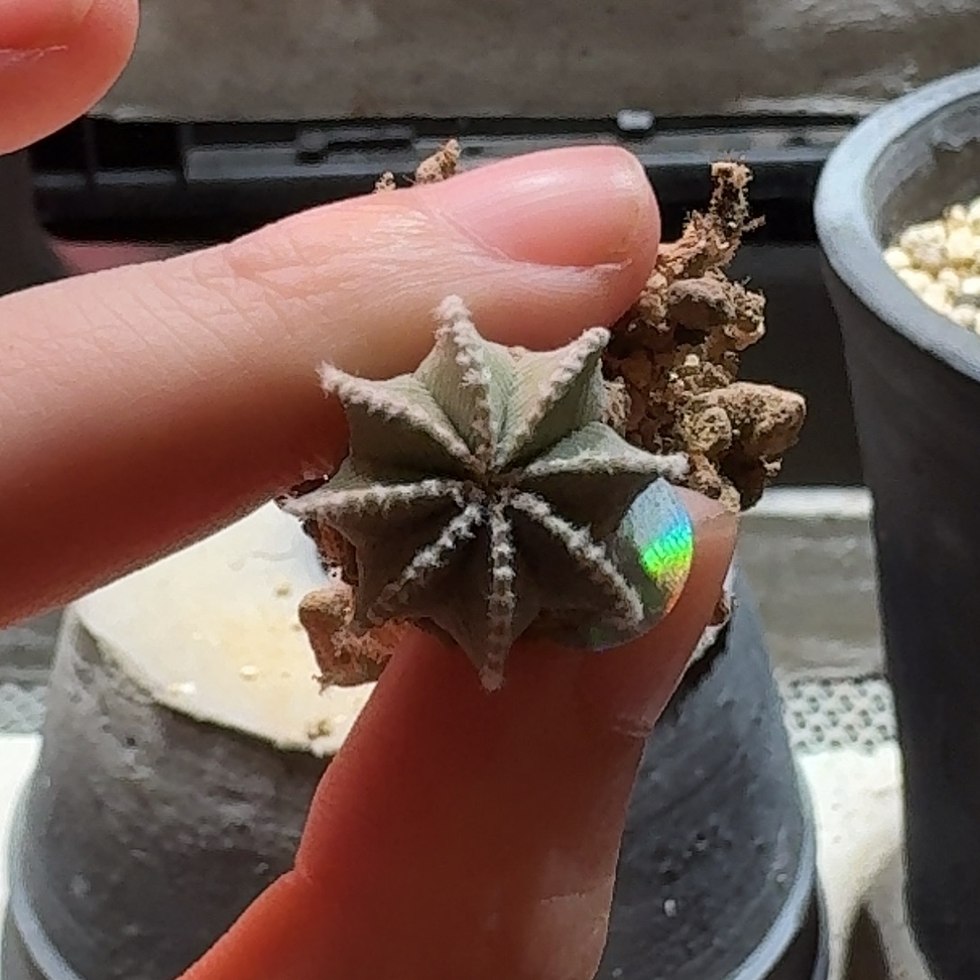 310实生辛顿花笼哈哈