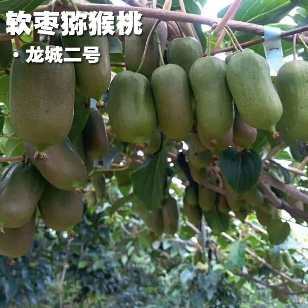 龙城二号软枣猕猴桃 辽宁大连发货