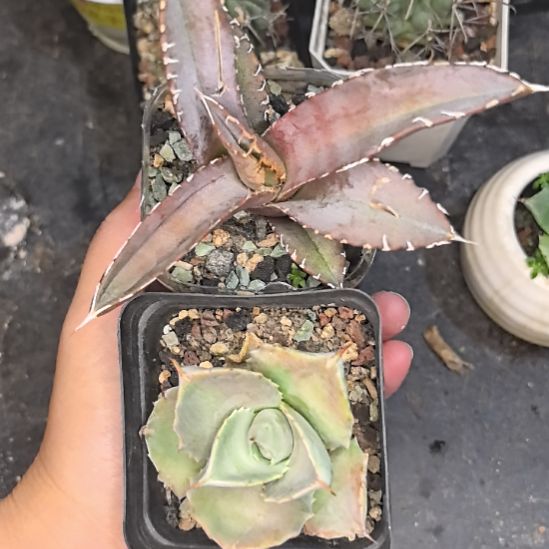 【瑕疵】曲刺芭蕾侧芽自根直径6叶片有损+不知名龙舌兰直径4带盆土