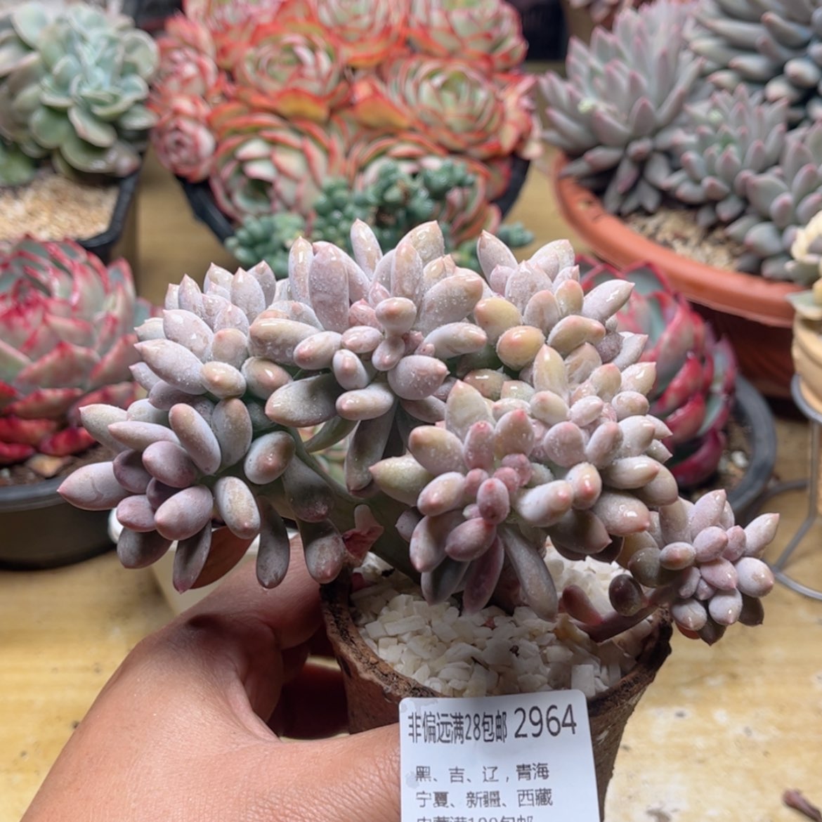 【闪购商品】2964白美人缀