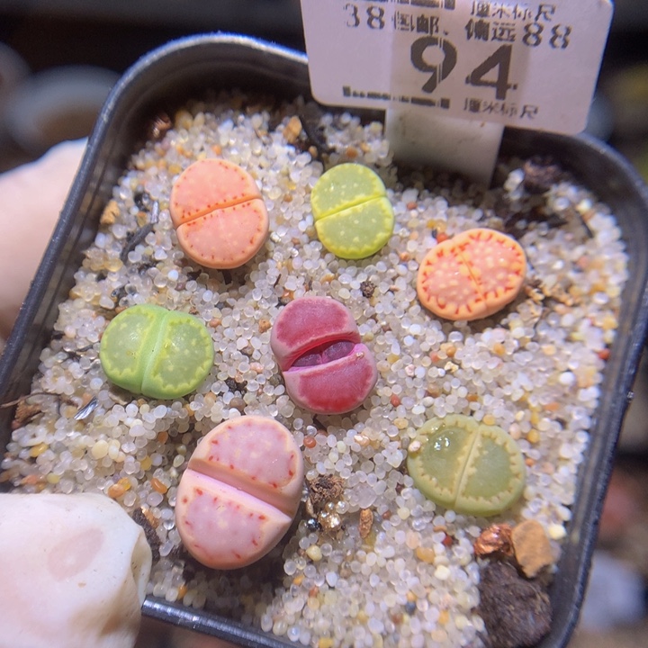 zzz精品生石花94