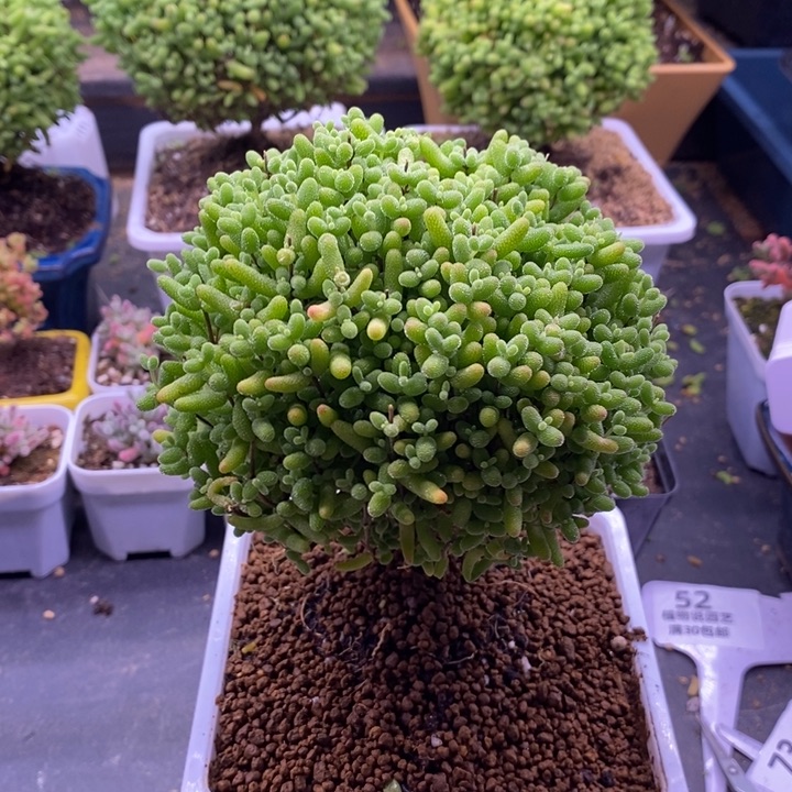 爱***烫52金橘糖球。     