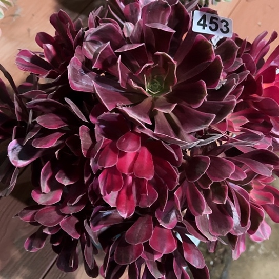 龙***头一颗多肉法师植物 453