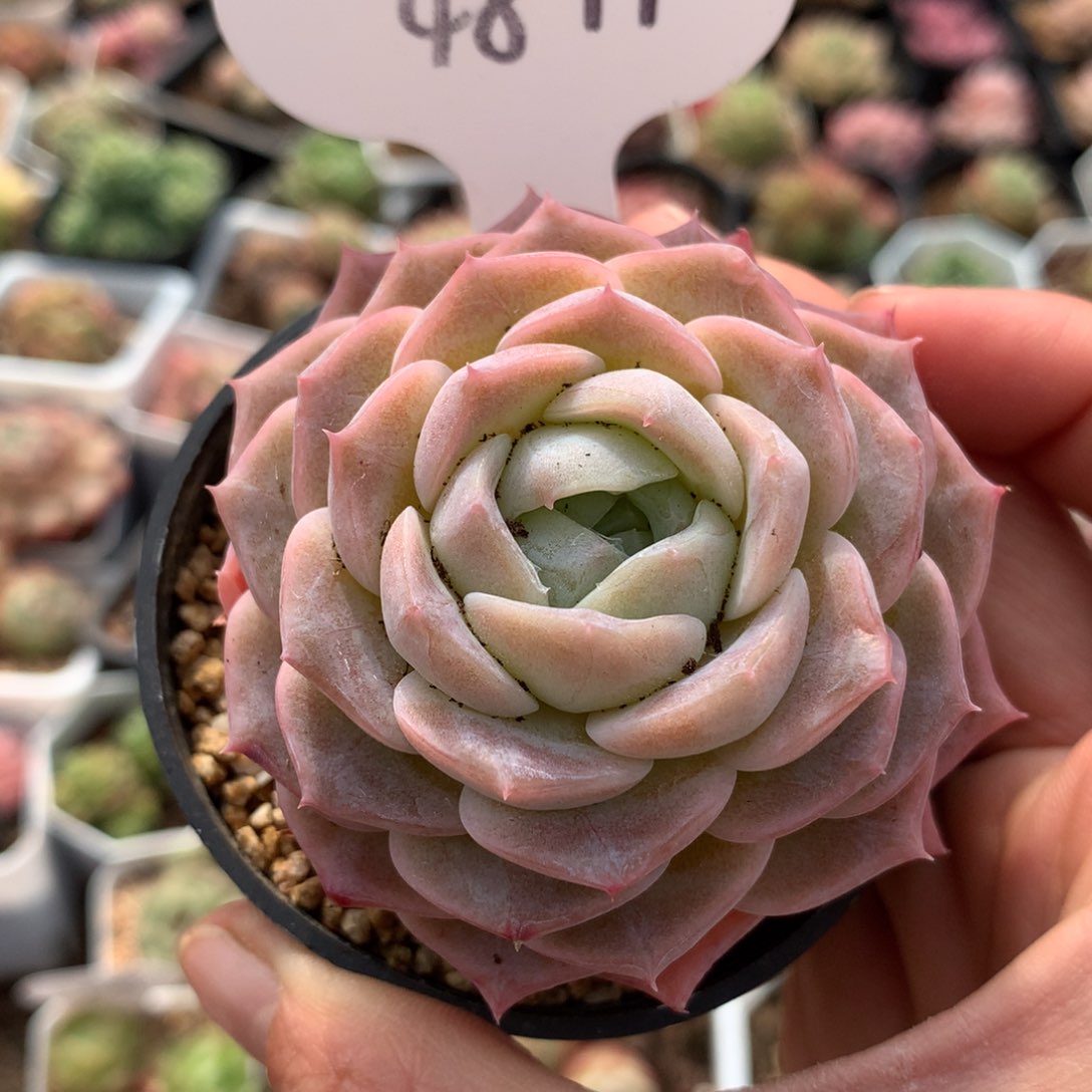 粉透纯爱单头4841