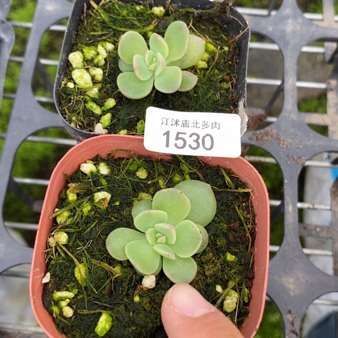 标1530紫冰玉一个