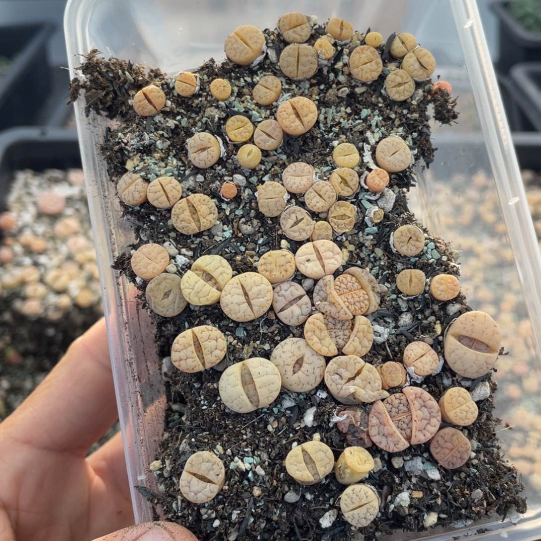 红陶心**程0000000000000390