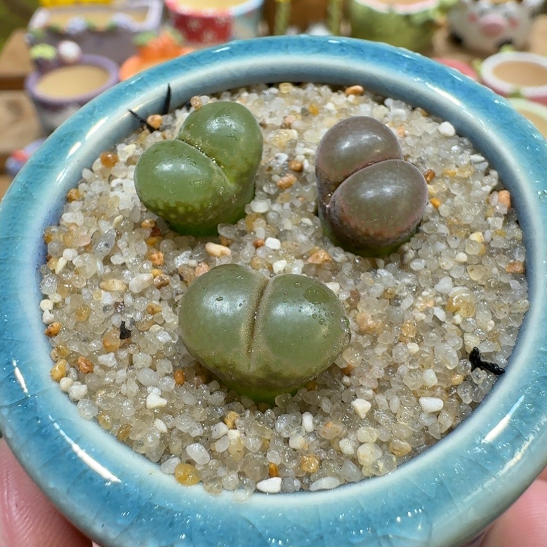 蘑菇1125粉樱风铃多肉植物
