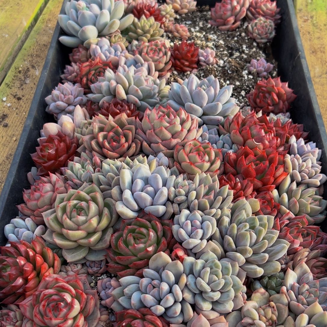 491多肉葡萄领导人物库资料