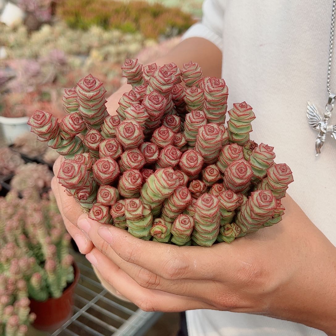 钱串带盆带土发货