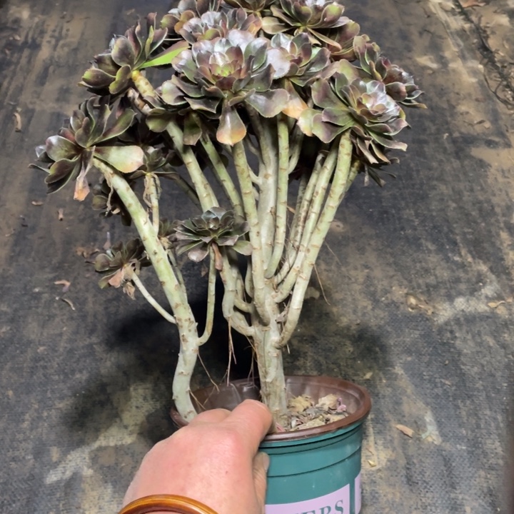 90灰法师多肉植物多肉植物多肉