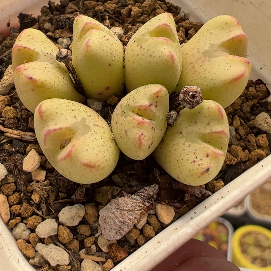 741多肉植物百科